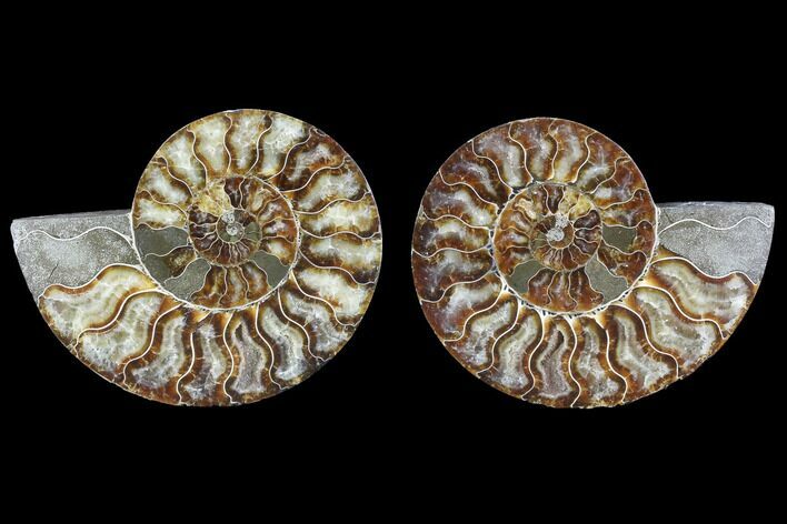Cut & Polished Ammonite Fossil - Agatized #88388